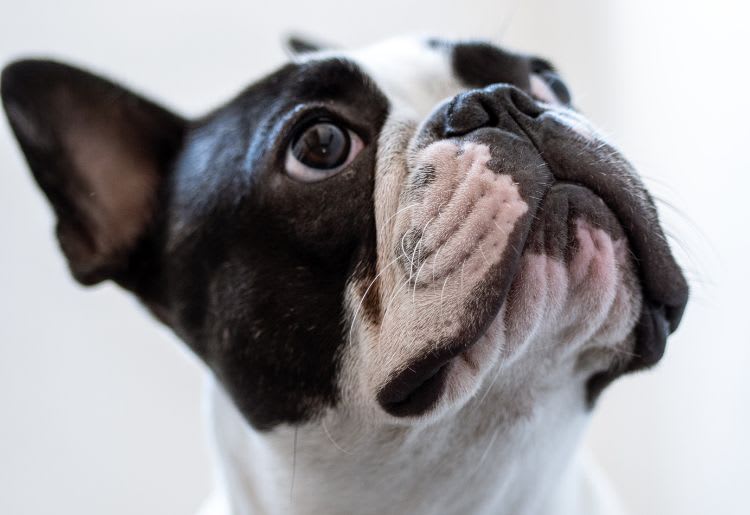 Defender Insignts Best Dog DNA Tests